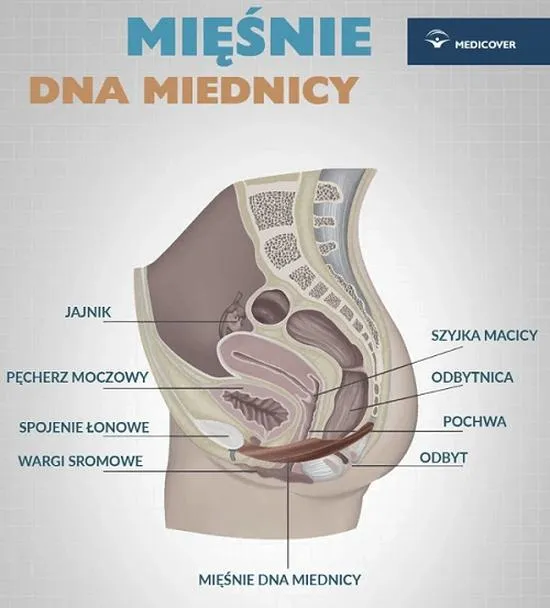 Kontrola nad erekcją